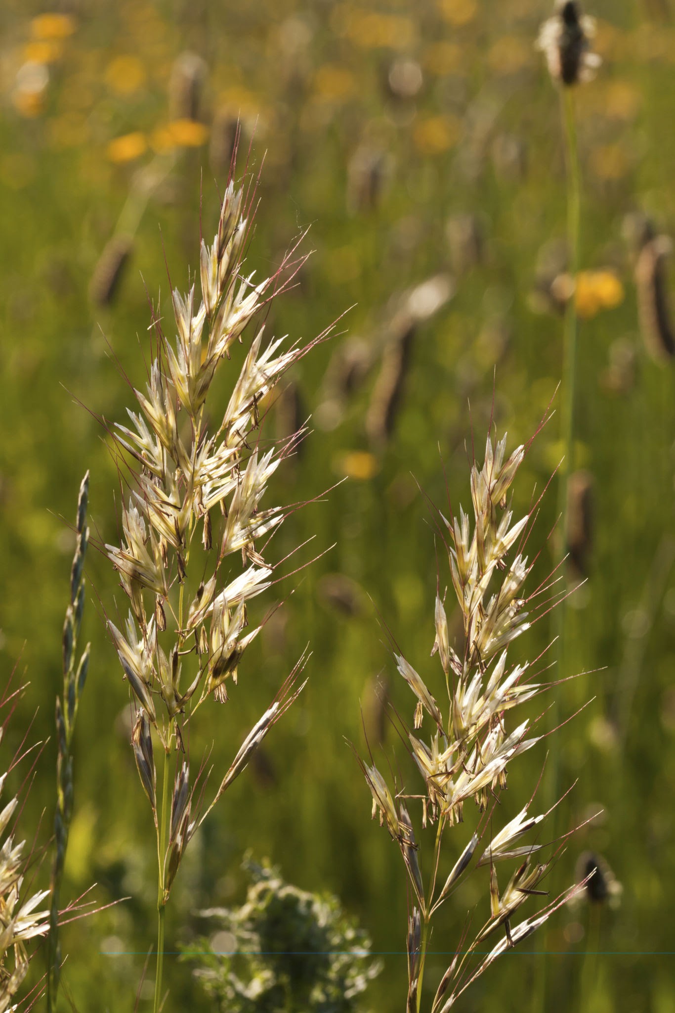 Wheat Grass