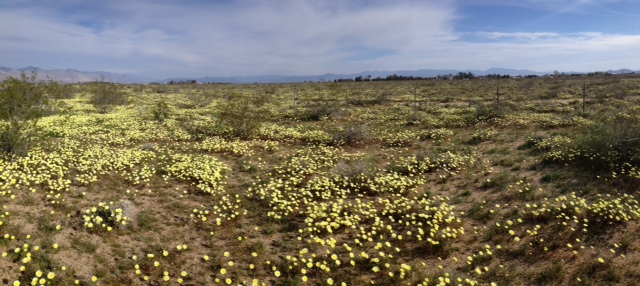 Desert dandelions