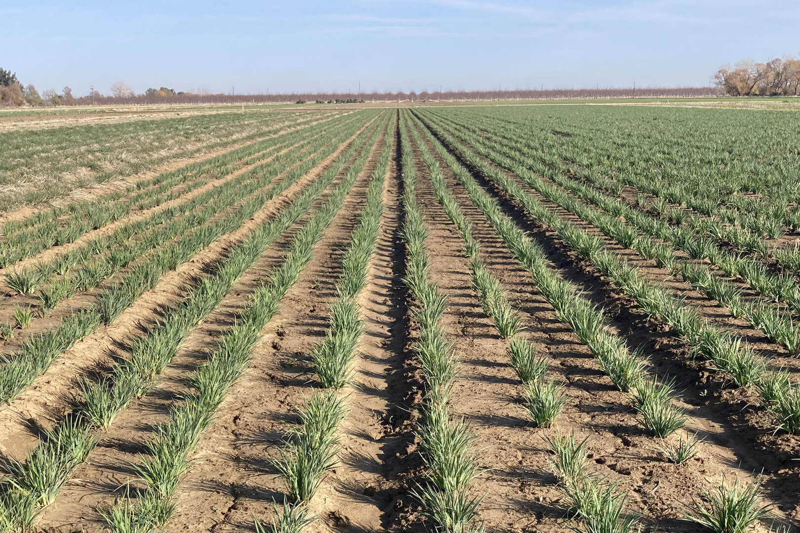 Harvest Rows