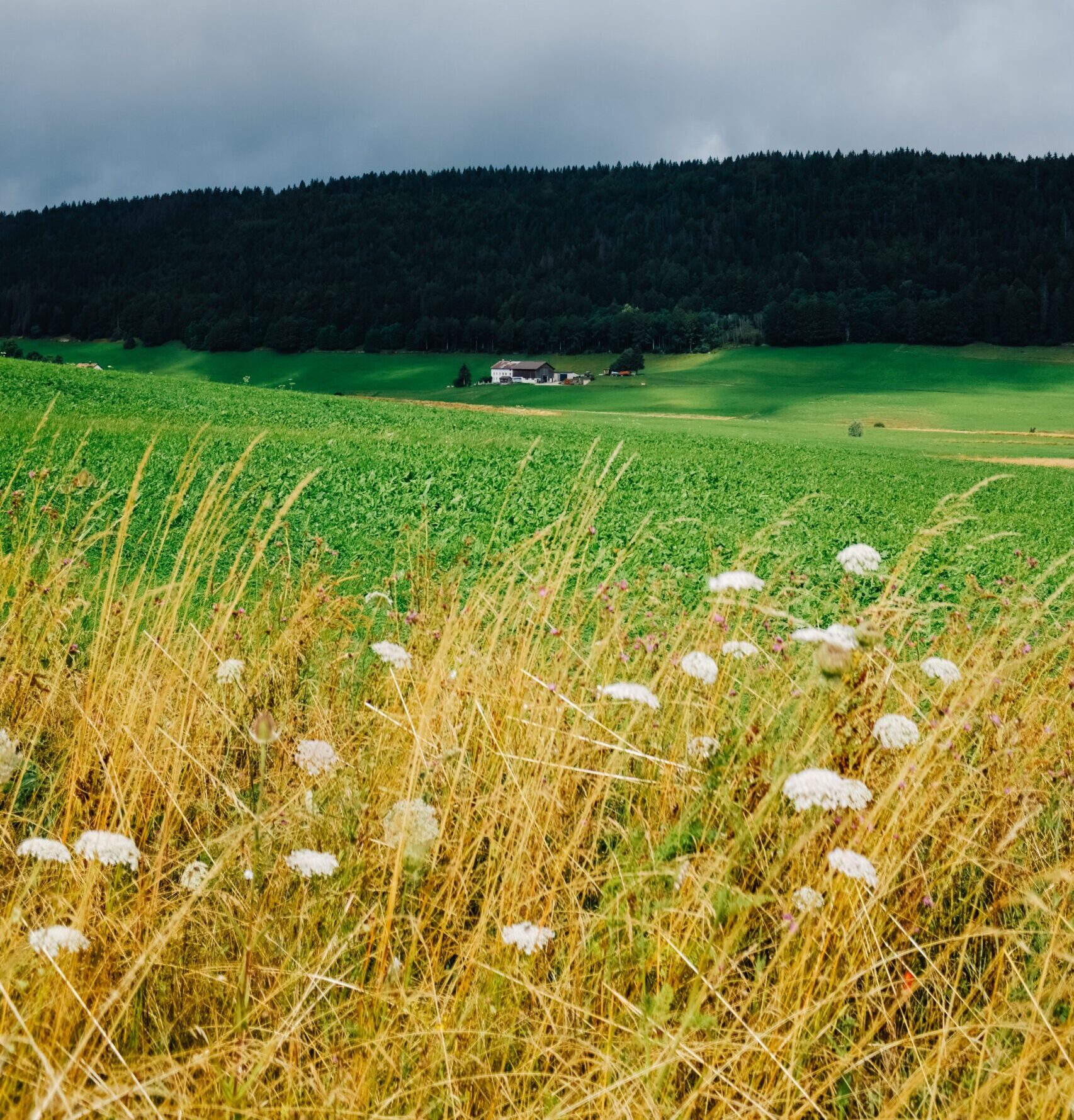 Wild Pasture